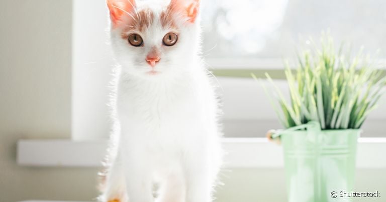 A FIV felina é uma das doenças mais graves que um gato pode ter