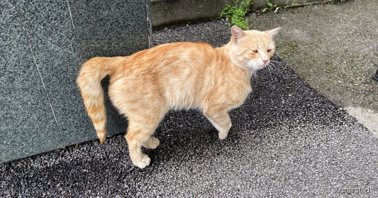 Gato não levanta a cauda? Fique atento pois ele pode estar com o rabo quebrado!