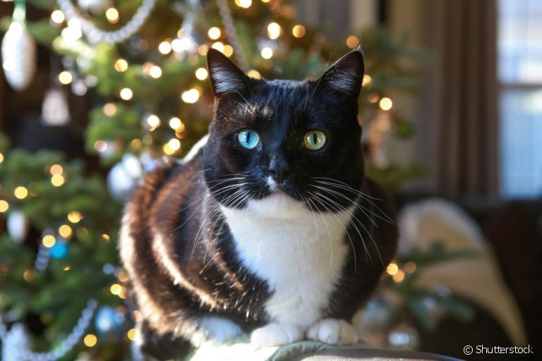 Gato e árvore de Natal é uma relação que pode dar certo com alguns cuidados