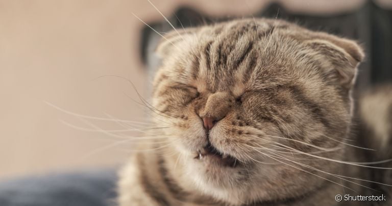 Gato espirrando: sintoma pode estar associado a problemas graves
