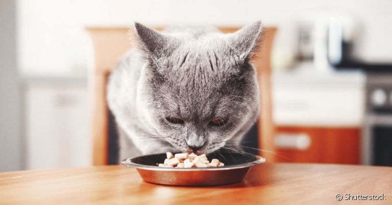 A alimentação do gato tem forte relação com a saúde mental do bichano
