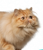 Gato Persa: veja o infográfico e conheça todas as características da raça