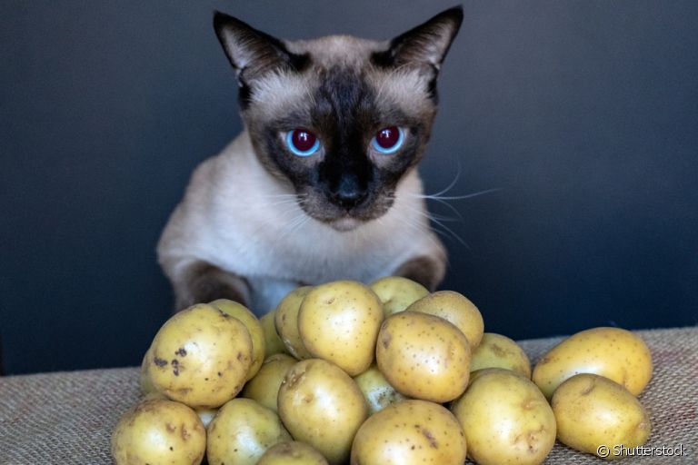 Será que os gatos podem comer batata e batata doce? Descubra a resposta!