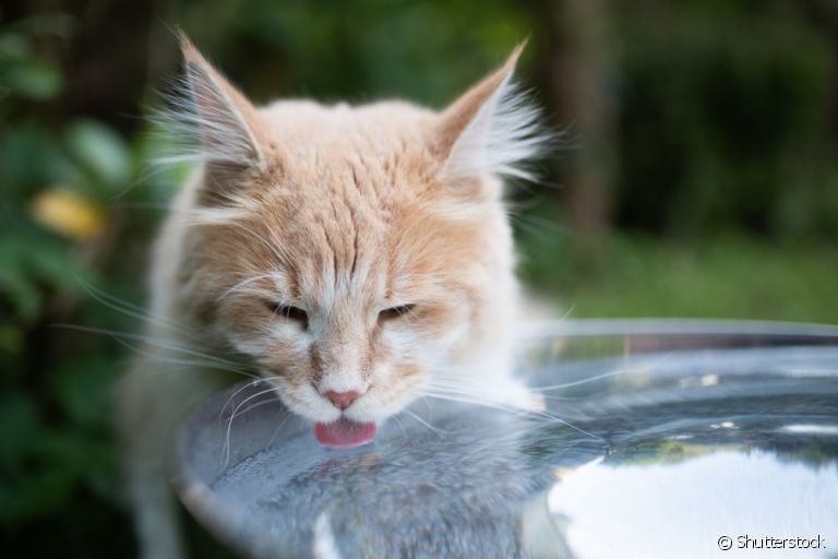 O gato sente calor e precisa de maior hidratação durante o verão