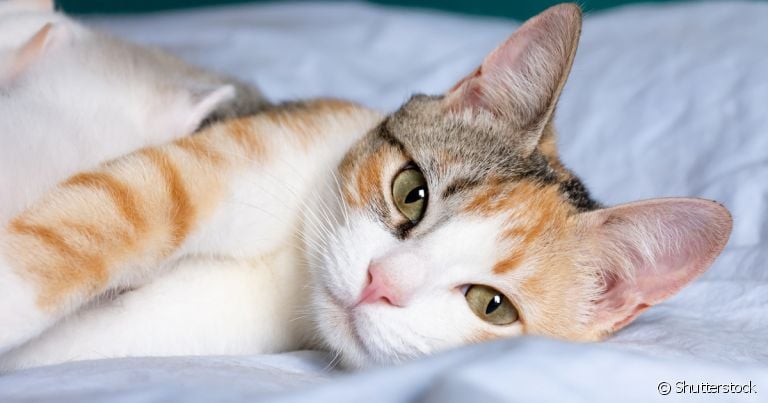  A hiperplasia mamária felina causa lesões nas mamas do pet 