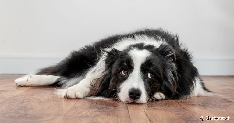  Hiperqueratose canina precisa ser tratada para não evoluir para algo mais grave 