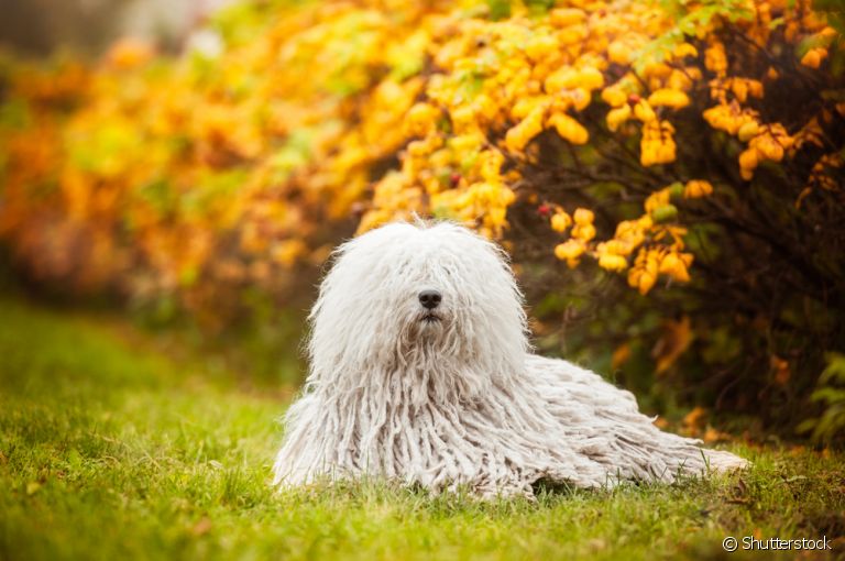 O Komondor é uma raça de cachorro com pelagem exótica e exuberante originária da Hungria
