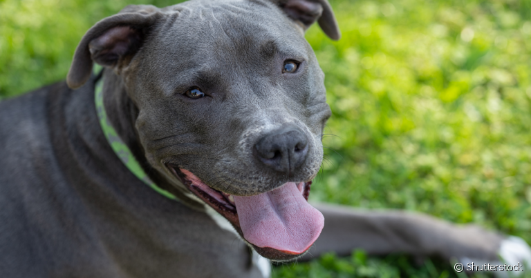  Procurar nomes para Pitbull fêmea com significados pode facilitar o processo de escolha 