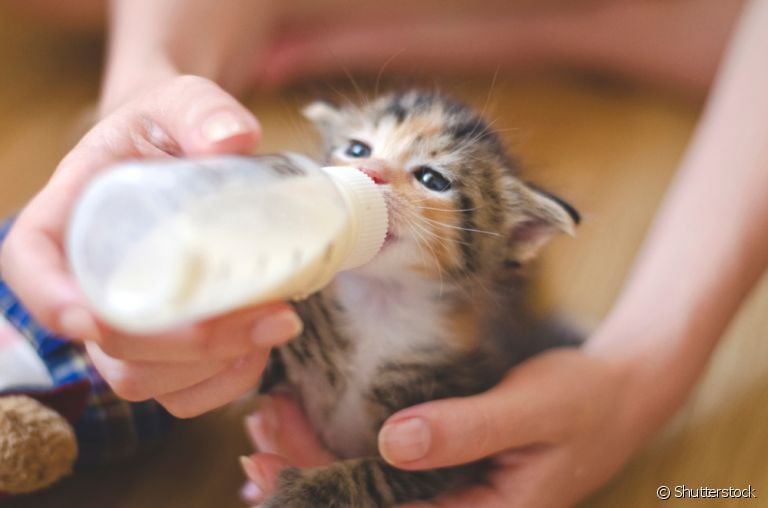  O filhote de gato precisa começar uma dieta com leite materno, e só depois comer alimentos sólidos 