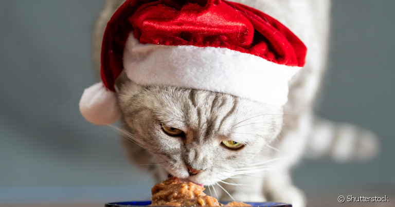 O que gato pode comer: fazer receita especial para o felino aproveitar o Natal é a melhor opção