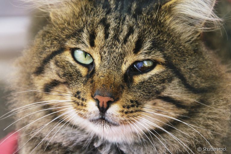 O olho de gato é uma área sensível e algumas doenças podem até levar à cegueira