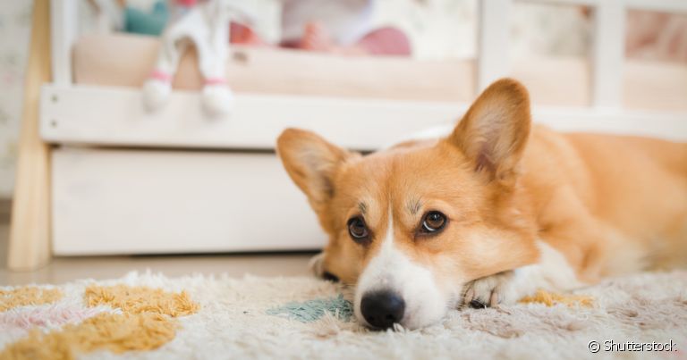 Parvovirose canina: tratamento exige internação na maioria dos casos
