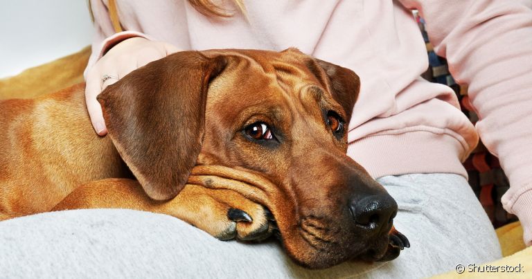 Patinha do cachorro vermelha deve ser analisada por profissional
