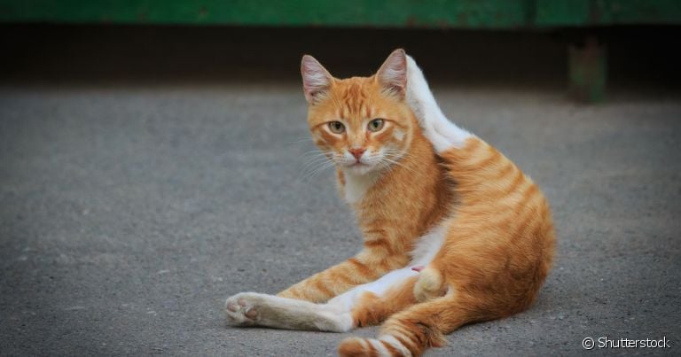 O pênis de gato raramente fica exposto
