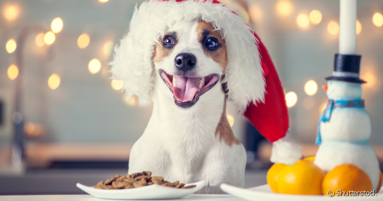 Petisco para cachorro é perfeito para celebrar o Natal junto com seu amigo de quatro patas