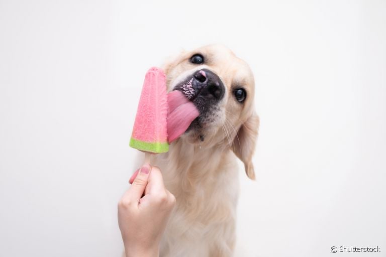 O picolé é um petisco para cachorro que ajuda a aliviar o calor nos doguinhos