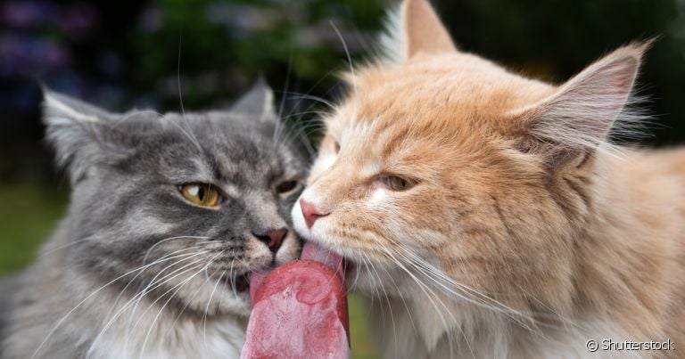 Petisco para gato: os felinos gostam de carne animal, porém ela precisa ser feita de forma segura