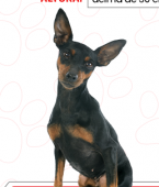 Pinscher: veja o infográfico e conheça todas as características da raça de cachorro