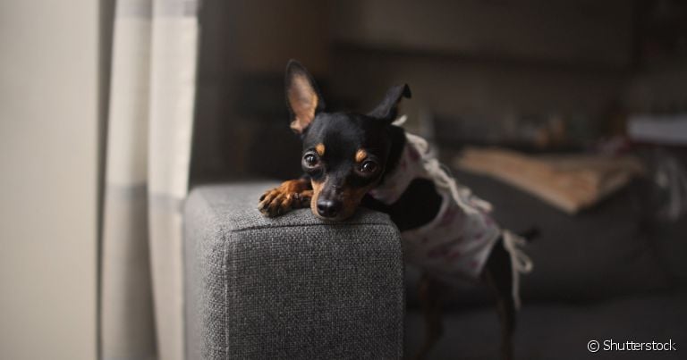 Cachorra com piometra: complicação é grave e precisa de intervenção cirúrgica urgente