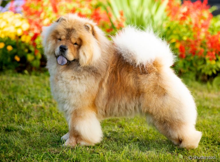 Tosa de Chow Chow tem uma técnica bem específica