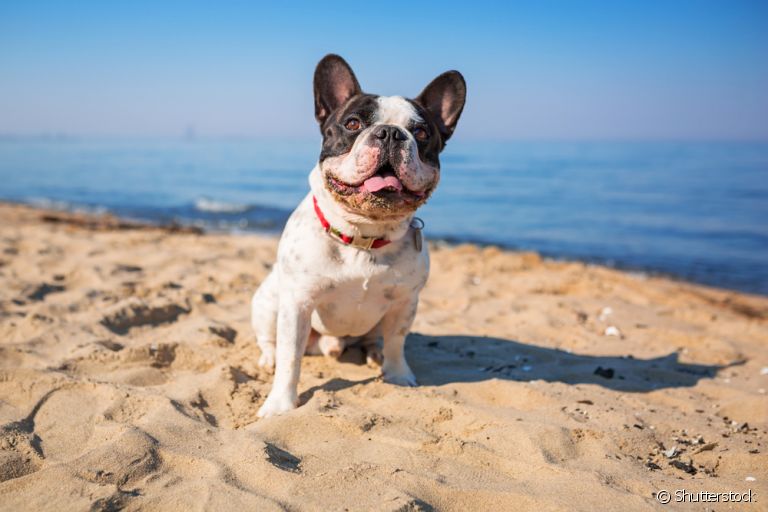 O protetor solar para cachorro é importante no verão e em todas as outras estações do ano