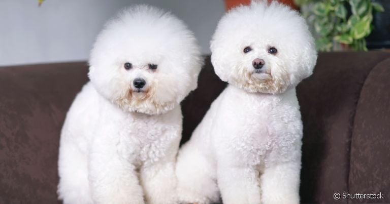 Bichon Frisé, Pug, Beagle: você sabe quais são as raças de cachorro mais anfitriãs que existem?