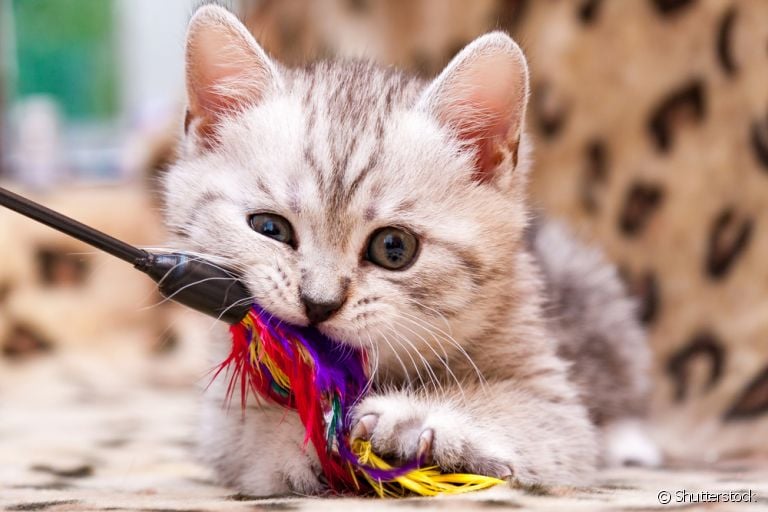 Escolher brinquedos para gatos agitados é mais fácil do que você imagina! Confira algumas dicas