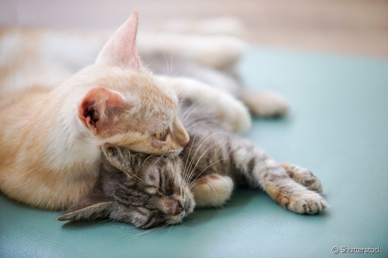 O luto de gato é comum, principalmente entre felinos que convivem há muito tempo juntos