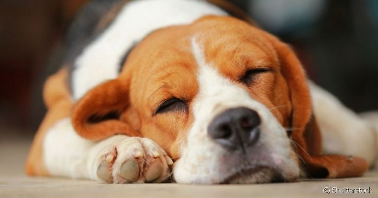 A média de quantas horas um cachorro dorme é bem diferente dos humanos