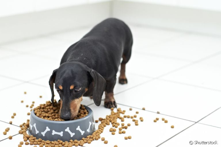 A ração de cachorro deve ser oferecida apenas duas vezes por dia na vida adulta
