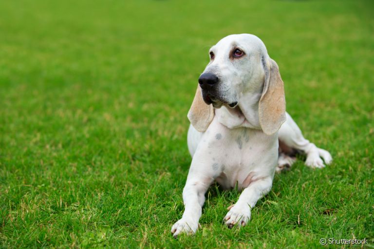 O cachorro Billy, além de ser bom de caça, é um ótimo cão de companhia