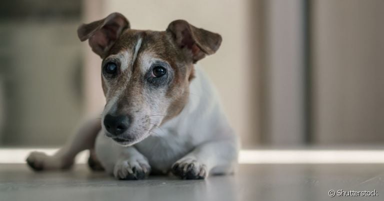 A bicheira em cachorro deixa o animal com ferimentos na pele, dores e inflamação