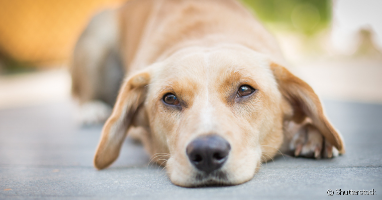 O repelente para cachorro protege o animal das picadas de mosquitos