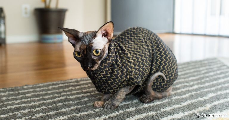 A roupa para gato ajuda a aquecer animais sem pelo nos dias mais frios