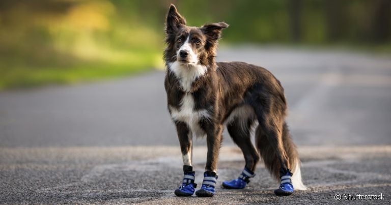 O uso de sapato de cachorro divide opiniões entre os tutores