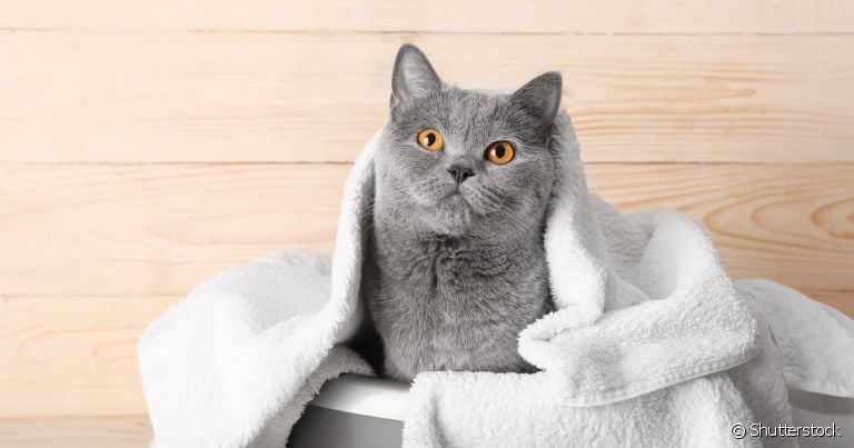 Shampoo a seco para gatos: uma das melhores opções do produto para os felinos