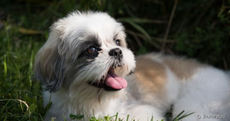 Manter Shih Tzu tosado no verão é importante para o bem-estar do cachorro