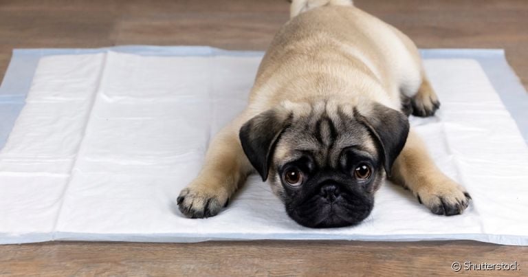 O tapete higiênico pet pode ser encontrado em versões descartáveis e laváveis