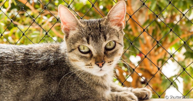 Tela de proteção para gatos: o cuidado deve se estender até na hora de escolher a melhor opção para a sua casa