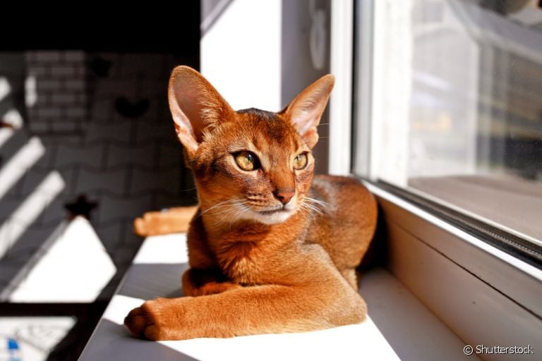 O protetor solar para gatos é uma forma de cuidar da saúde e bem-estar do seu amigo