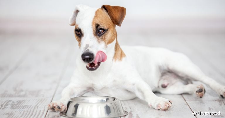 Cachorro que come muito rápido pode ter complicações durante a digestão