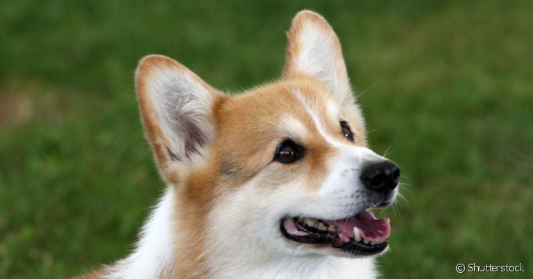 Doença no útero de cachorro costuma ocorrer em cadelas não castradas