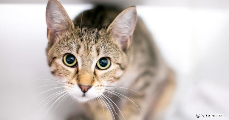 O olho de gato é sensível e pode sofrer com muitas doenças, como a uveíte felina