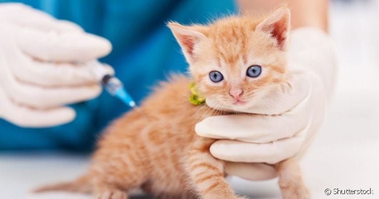 As vacinas para gatos são a principal maneira de prevenir doenças graves no animal