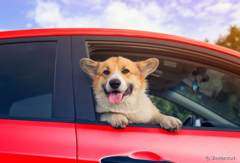 Viajar com cachorro ou escolher um hotel para ele? Saiba qual a melhor opção para o seu pet