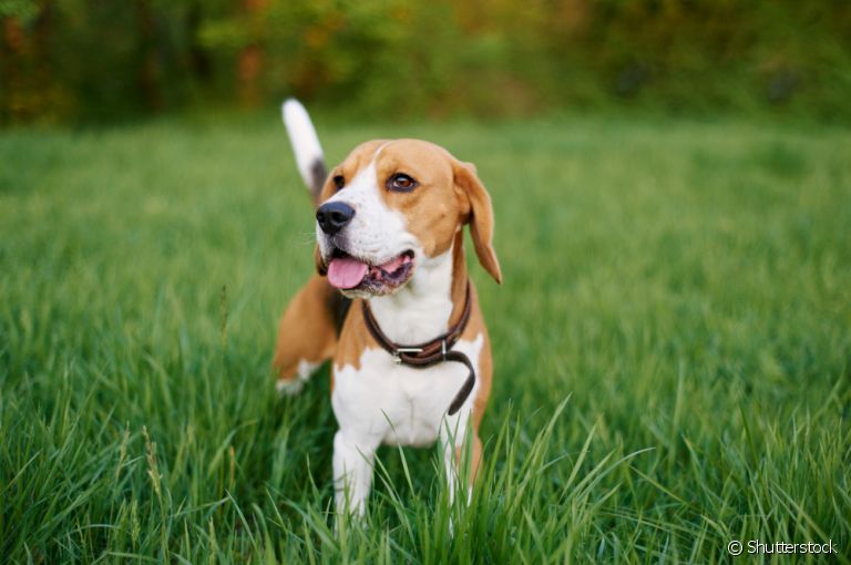 Beagle: personalidade do cãozinho é apaixonante e marcada por muita inteligência