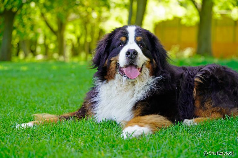 O Bernese Mountain Dog é extremamente companheiro, obediente e leal à sua família