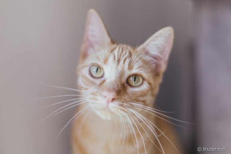 O bigode de gato exerce uma função sensorial e ajuda no equilíbrio felino