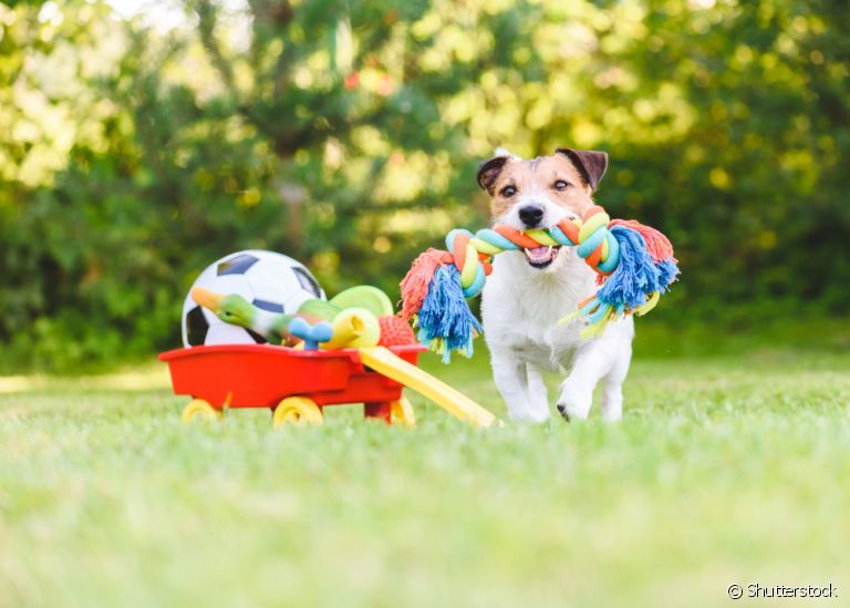 Veja os melhores brinquedos para cachorro de acordo com a personalidade e idade de cada pet