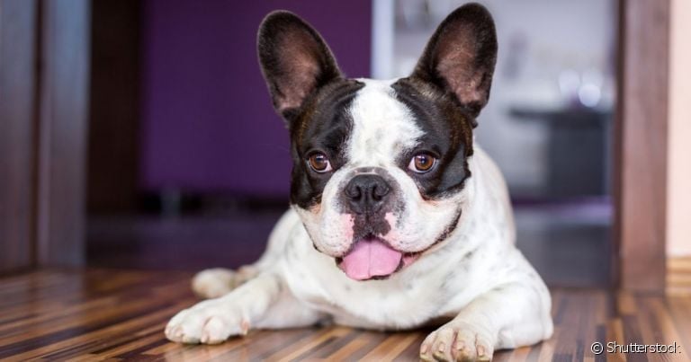 O Buldogue Francês é um cachorro de pequeno porte muito sociável, tranquilo e brincalhão